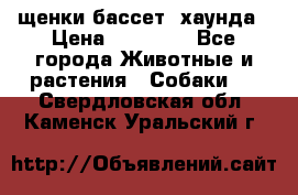 щенки бассет- хаунда › Цена ­ 20 000 - Все города Животные и растения » Собаки   . Свердловская обл.,Каменск-Уральский г.